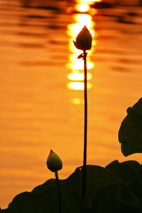 纵情篮球：谁能夺得胜利的宝座？