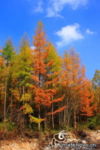 贝西克塔令人瞩目，实力强劲