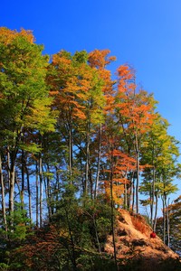 纵情篮球：谁能夺得胜利的宝座？