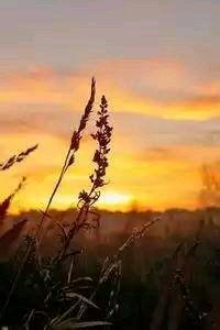 纵情篮球：谁能夺得胜利的宝座？